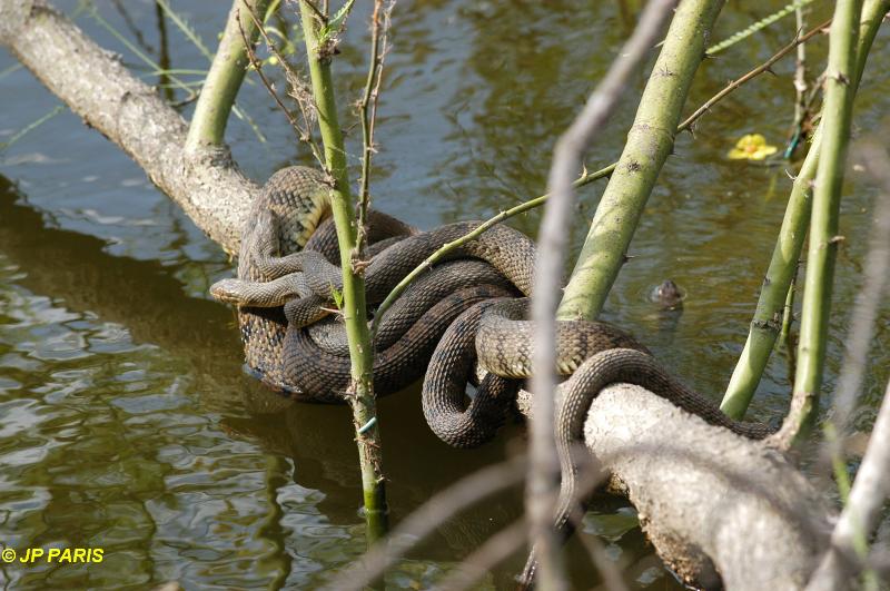 Serpents d'Amérique